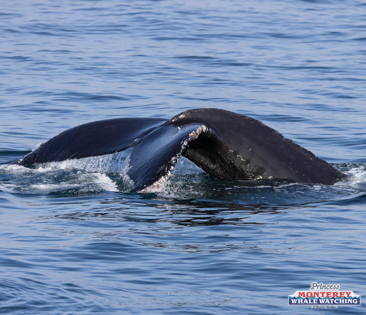 a whale swimming under water