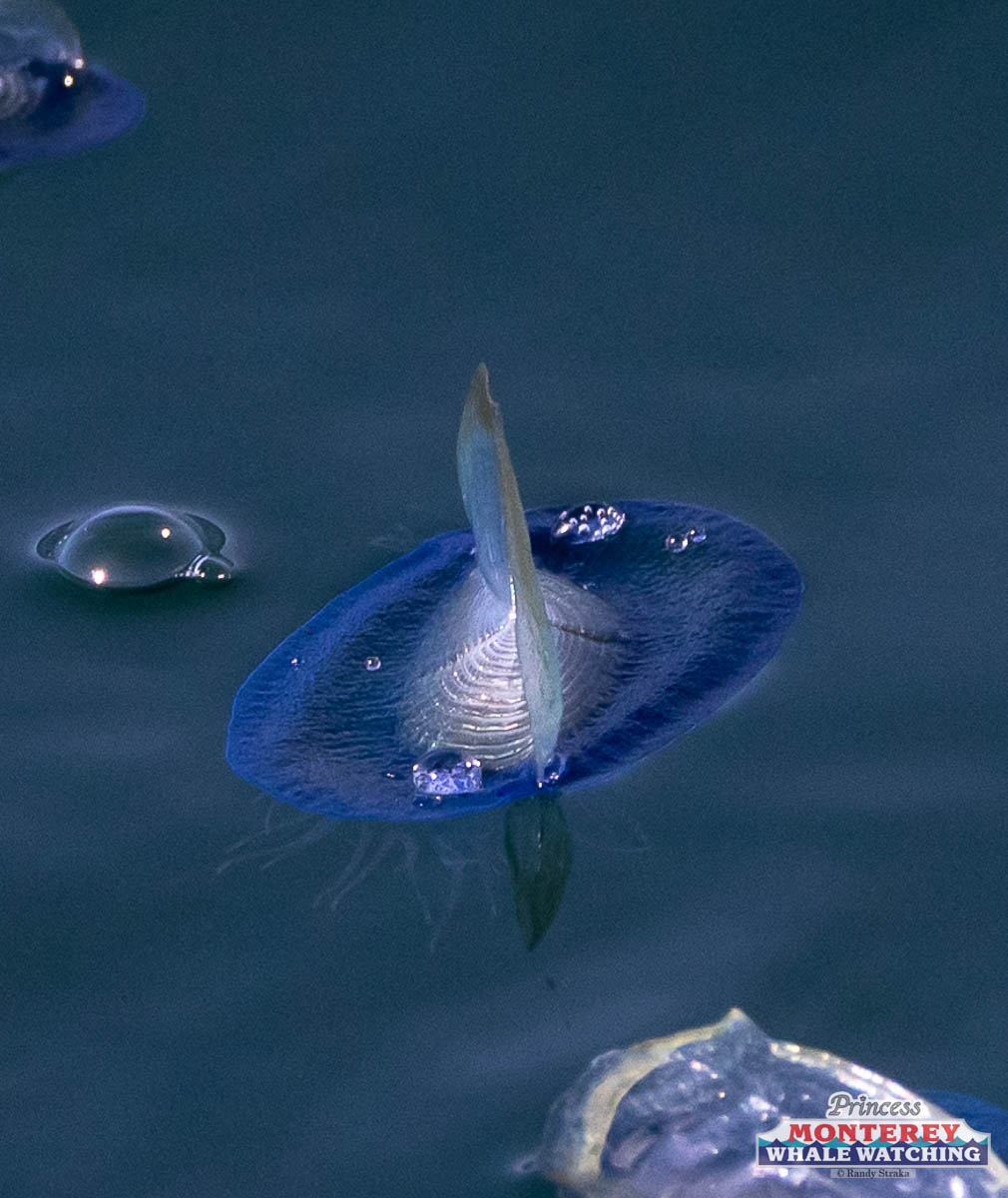 a bird flying over a body of water
