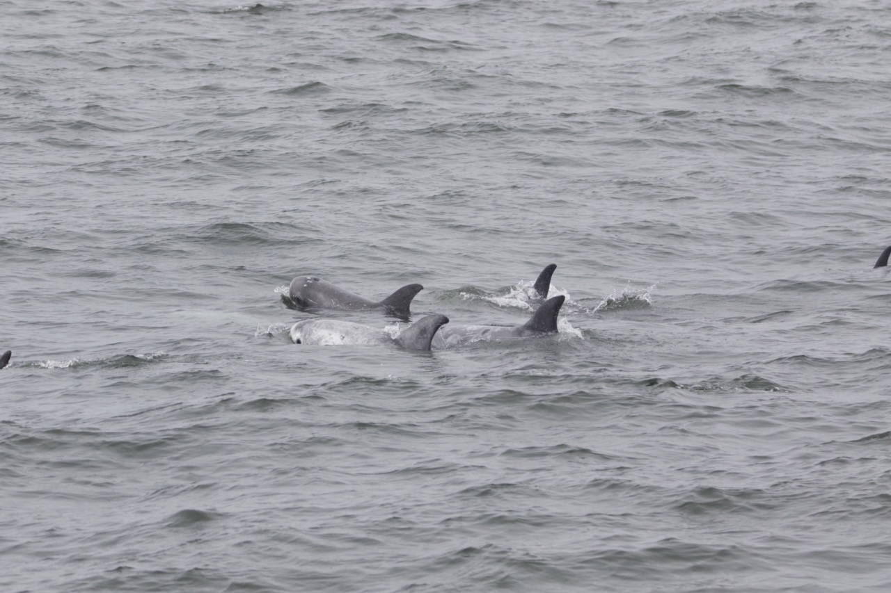 a flock of seagulls are swimming in a body of water