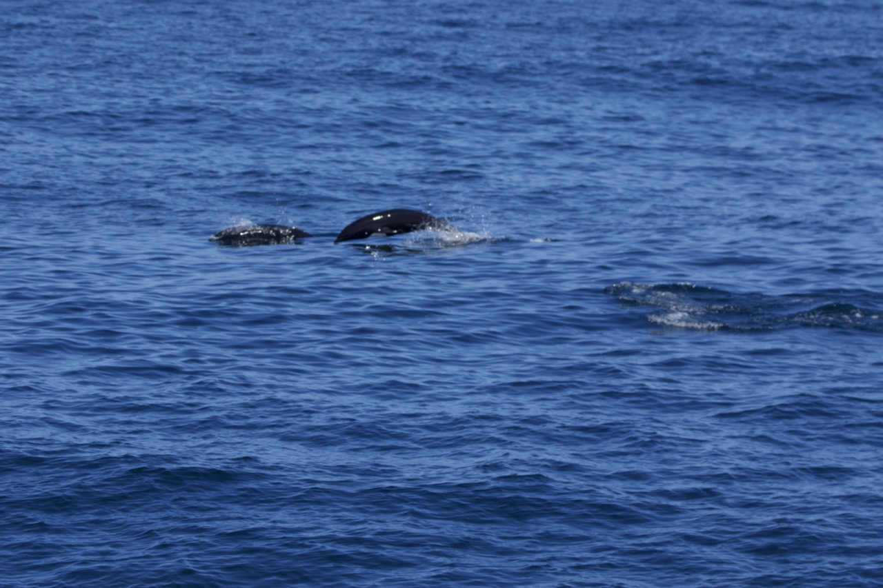 3X6A2080 Large a whale swimming in a body of water