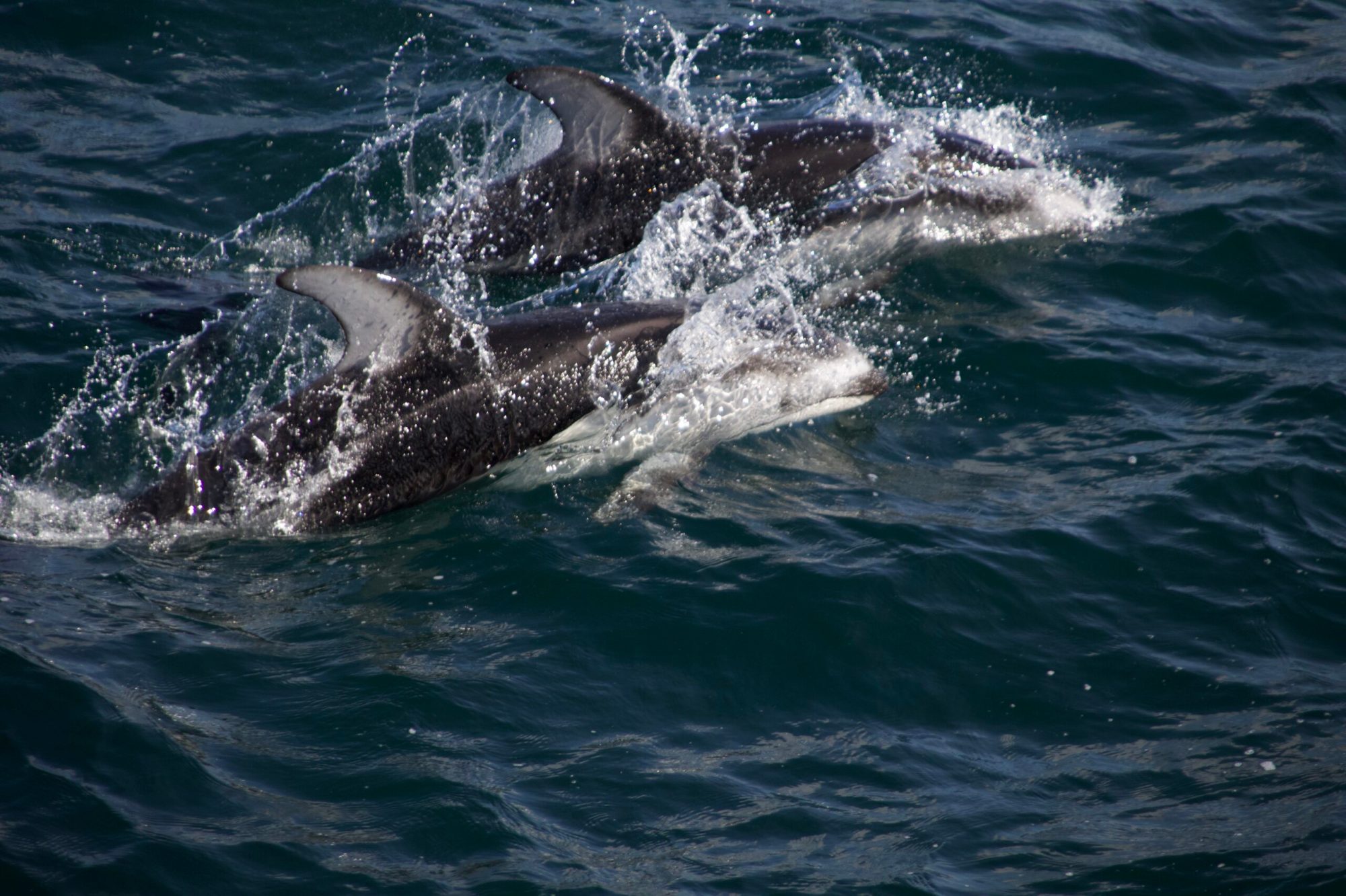 3X6A7152 pacific white sided dolphins