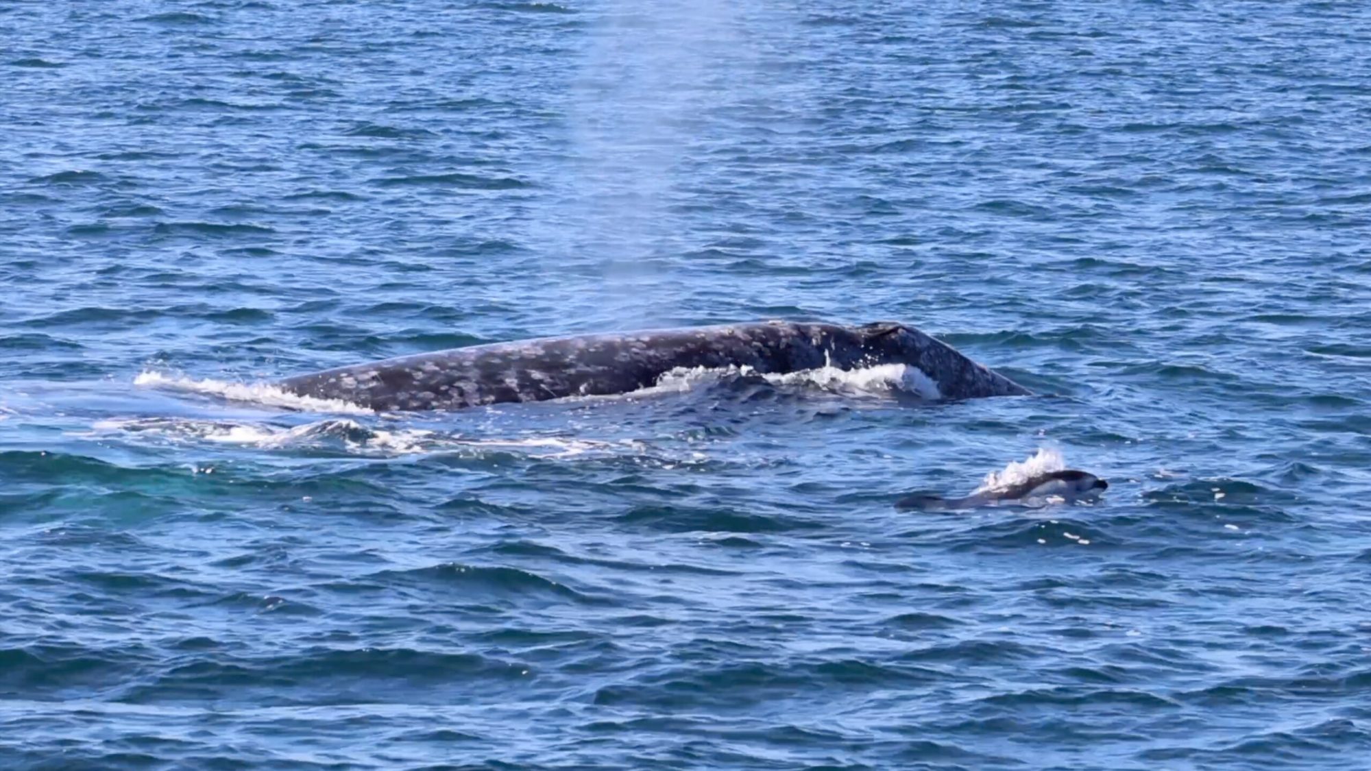 a whale swimming under water