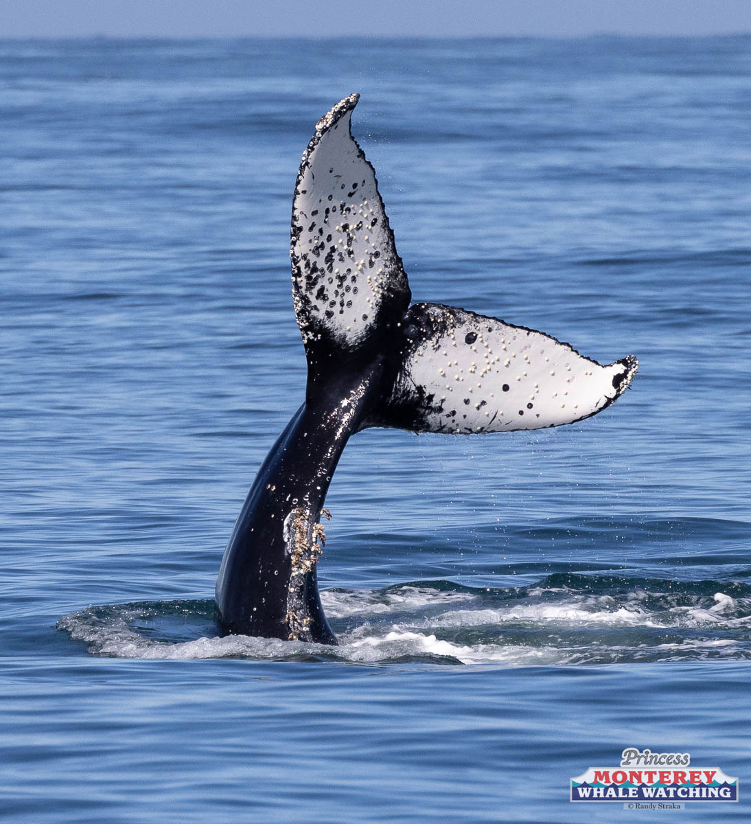 a whale jumping out of the water