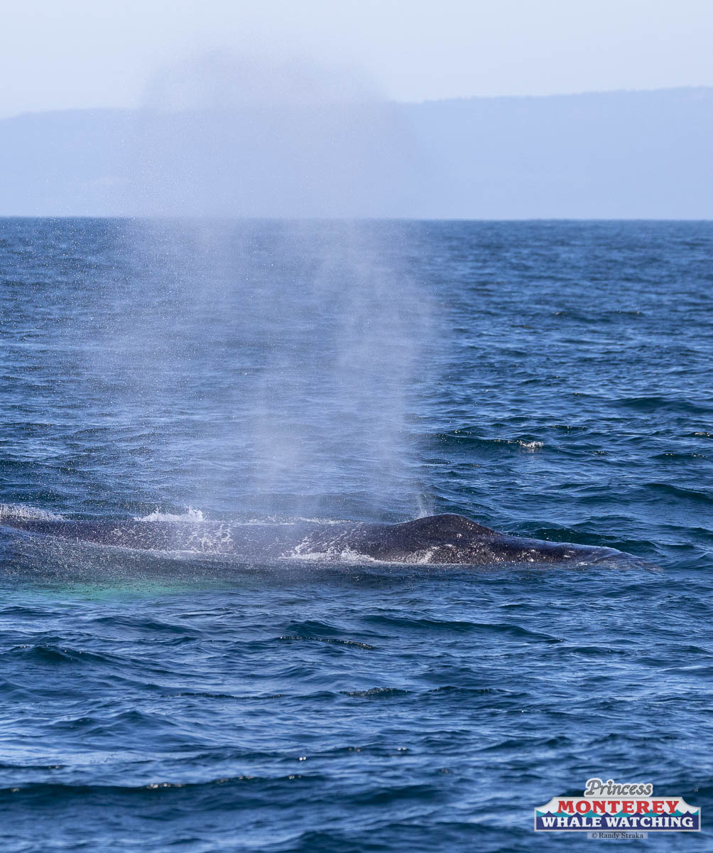 a whale jumping out of the water
