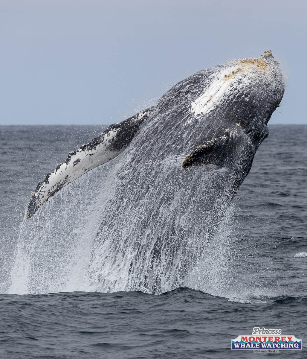 a whale jumping out of the water