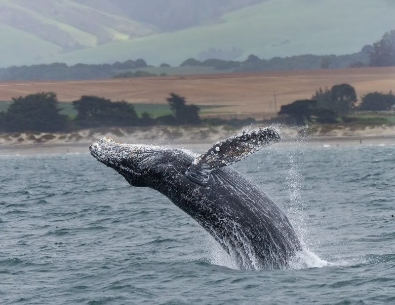 a whale jumping out of a body of water