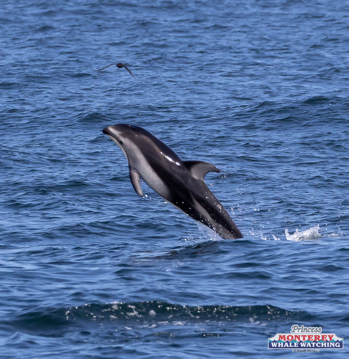 a bird flying over a body of water