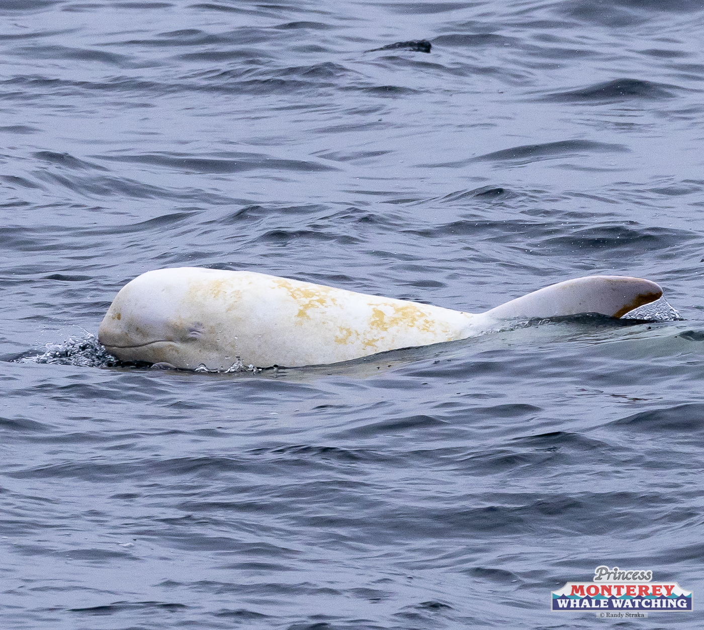a dog swimming in a body of water