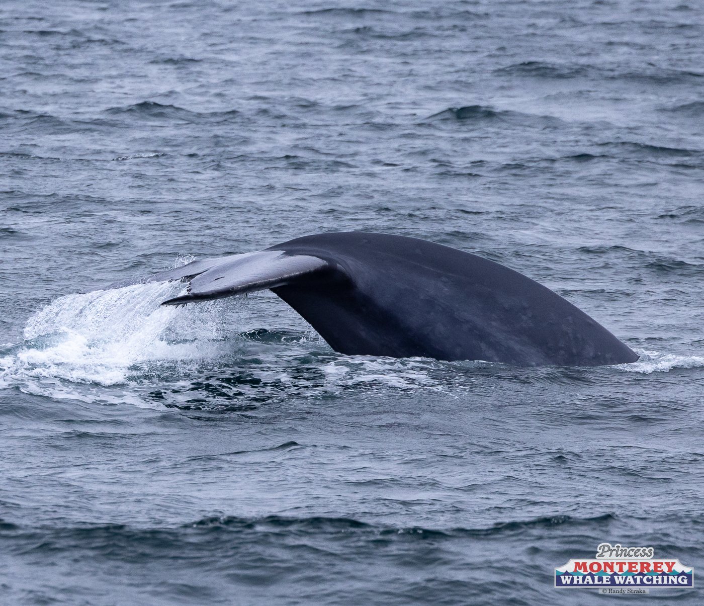 a whale jumping out of the water