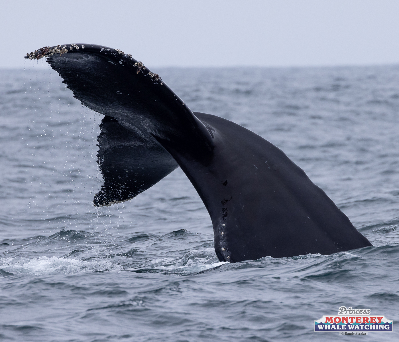 a whale jumping out of the water