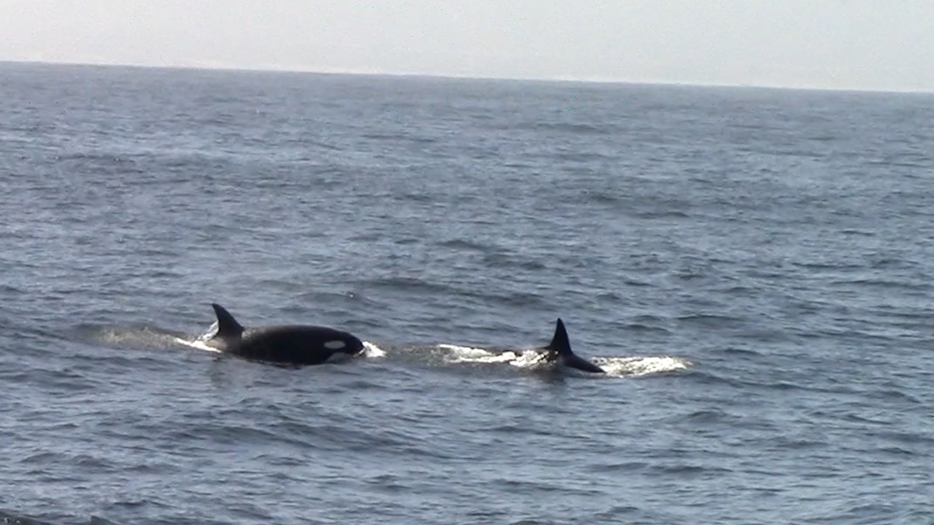 a whale swimming in a body of water
