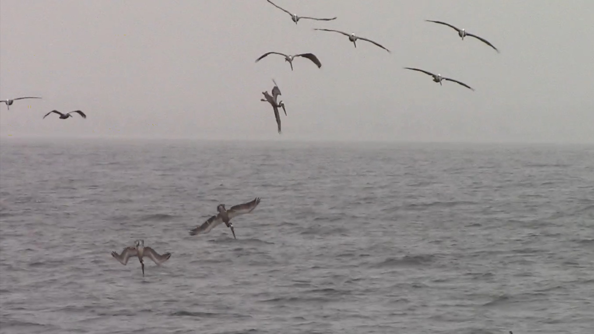a flock of seagulls flying over a body of water