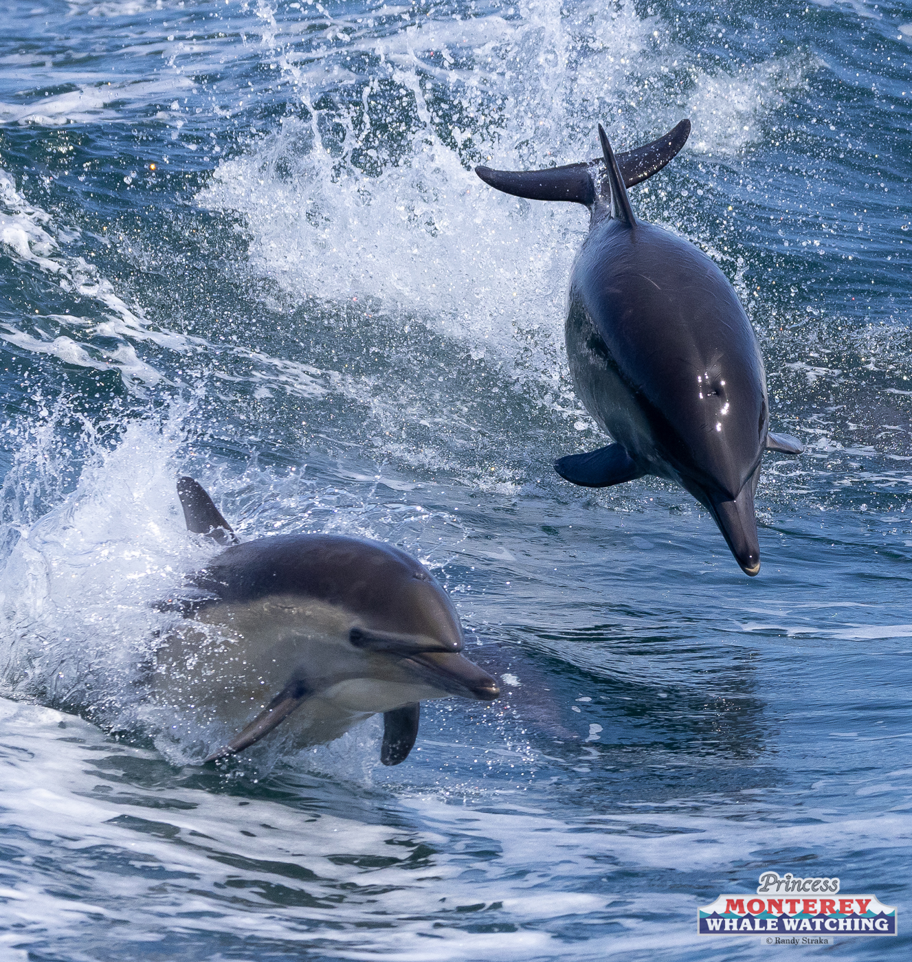 a dolphin jumping out of the water