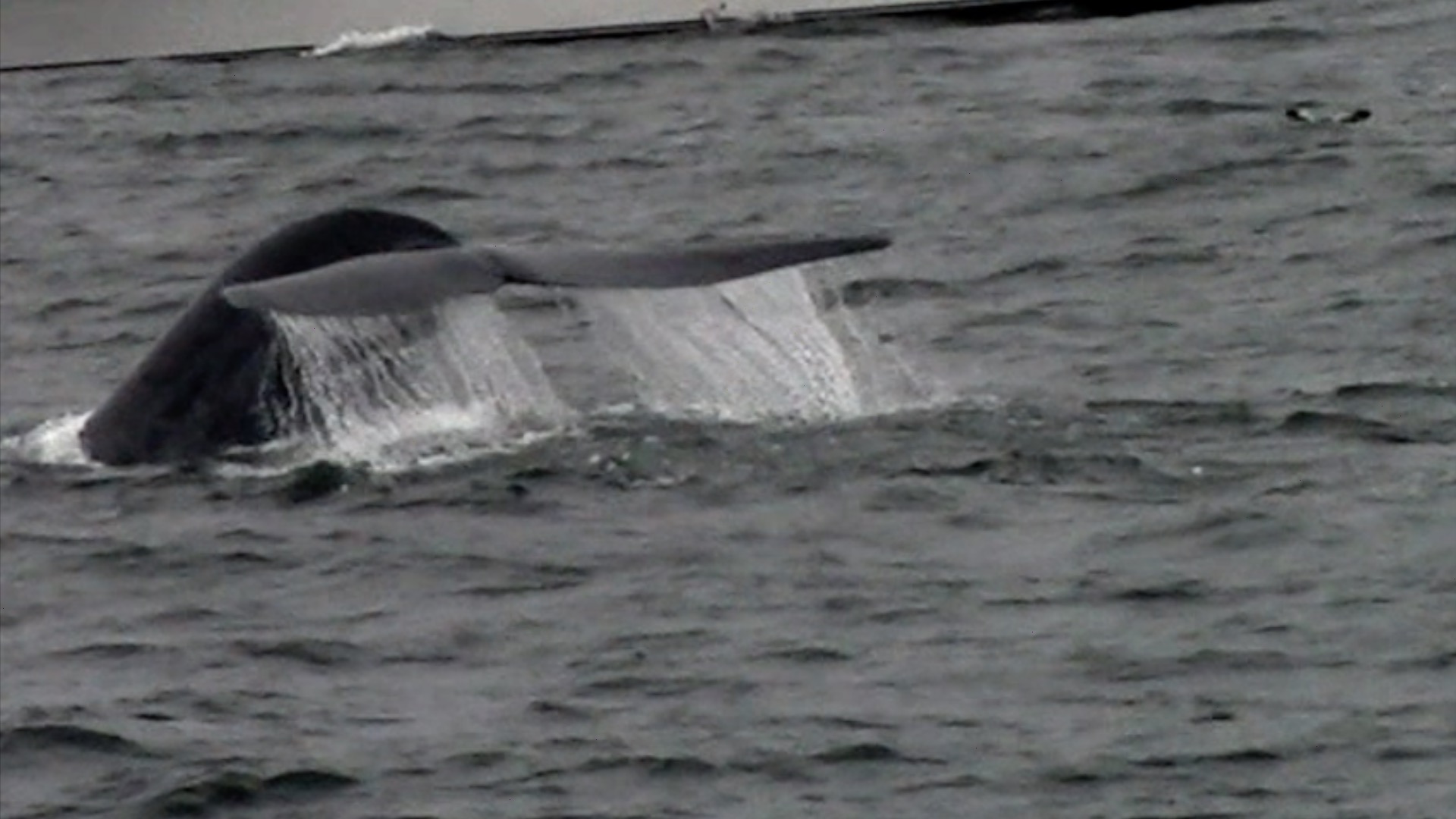 a whale jumping out of the water