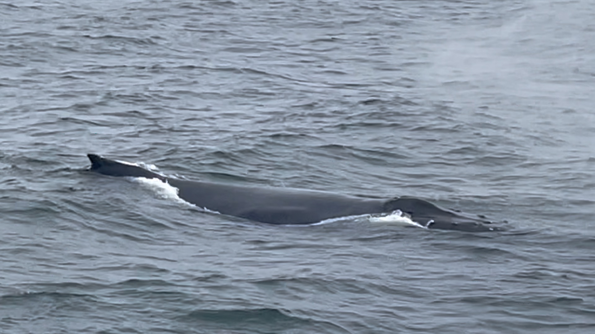 a whale swimming under water