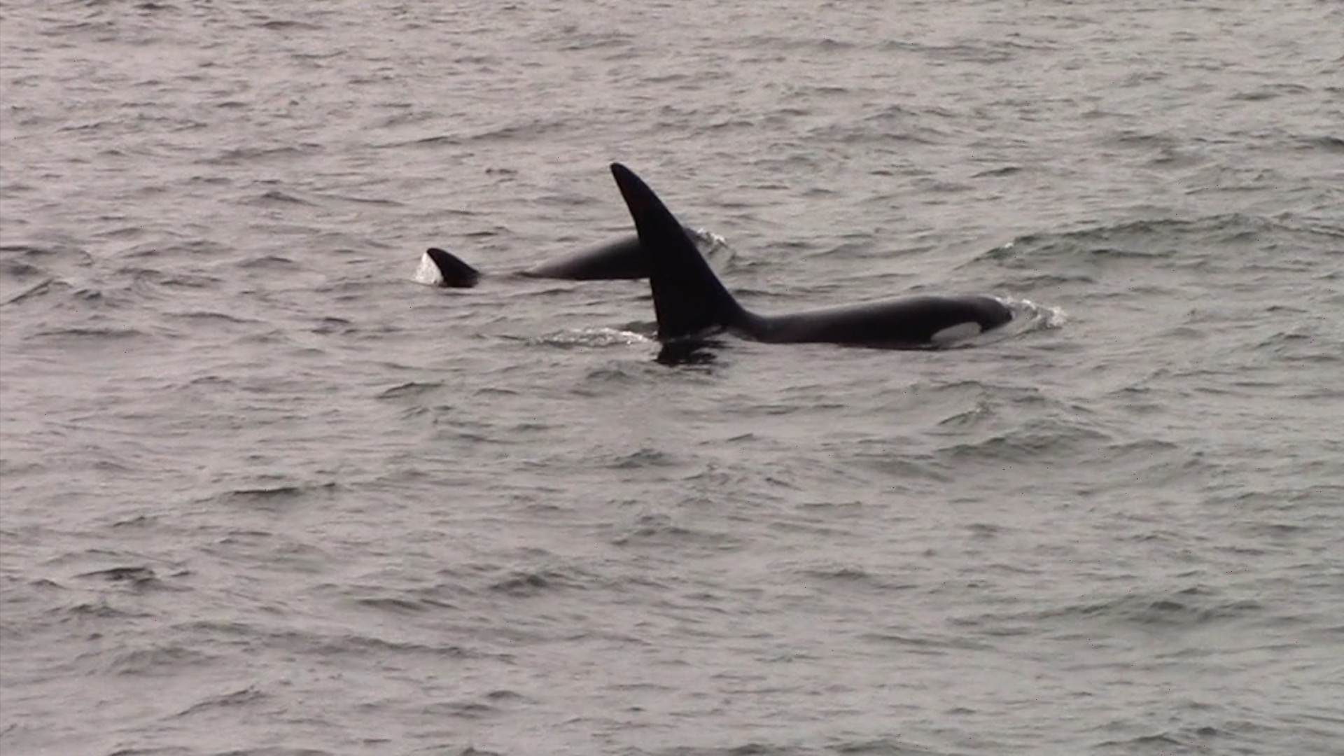 a whale swimming in a body of water