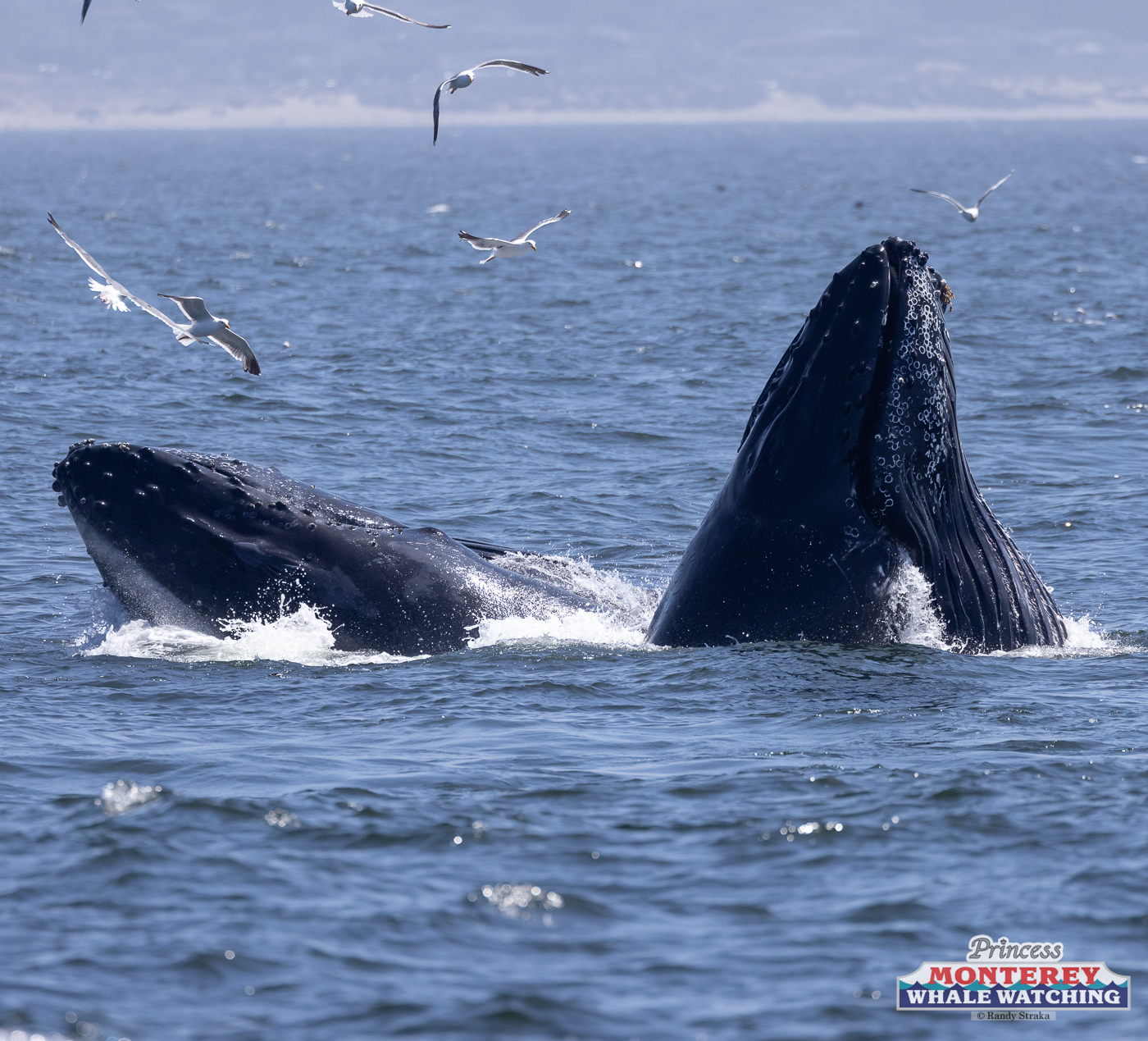 a whale jumping out of the water