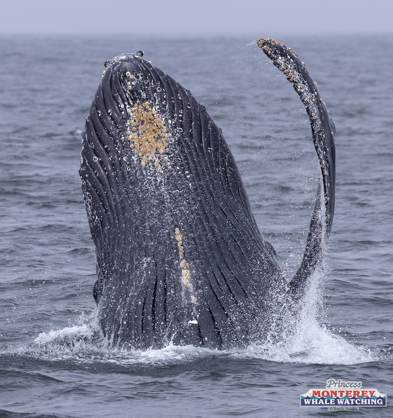 a whale jumping out of the water