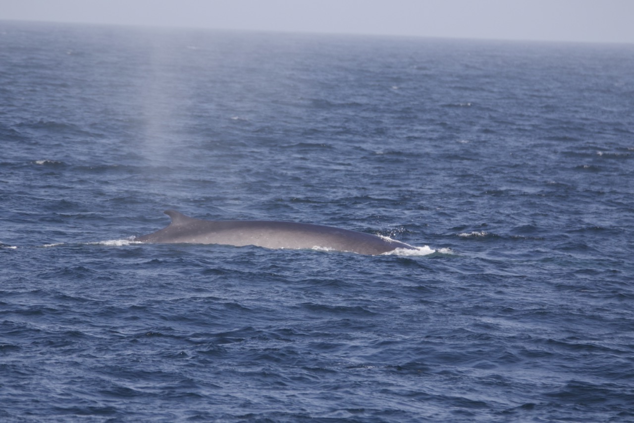 a whale jumping out of the water