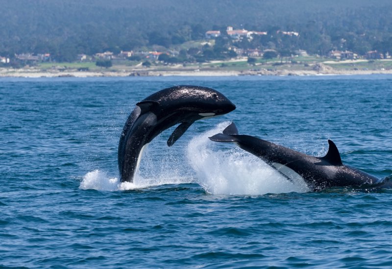 a small animal in a body of water