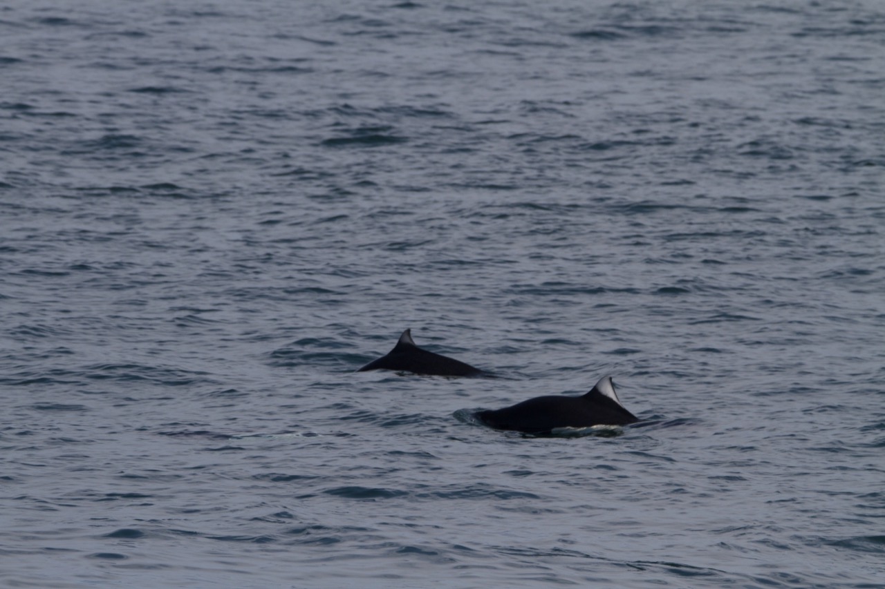 a dog swimming in a body of water