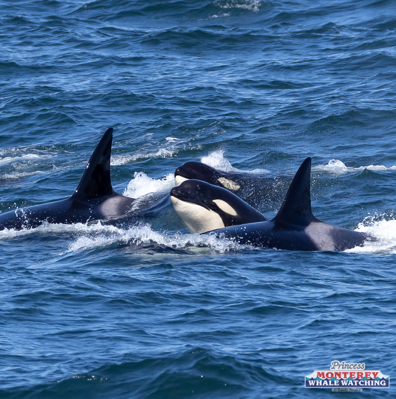 a dolphin jumping out of the water