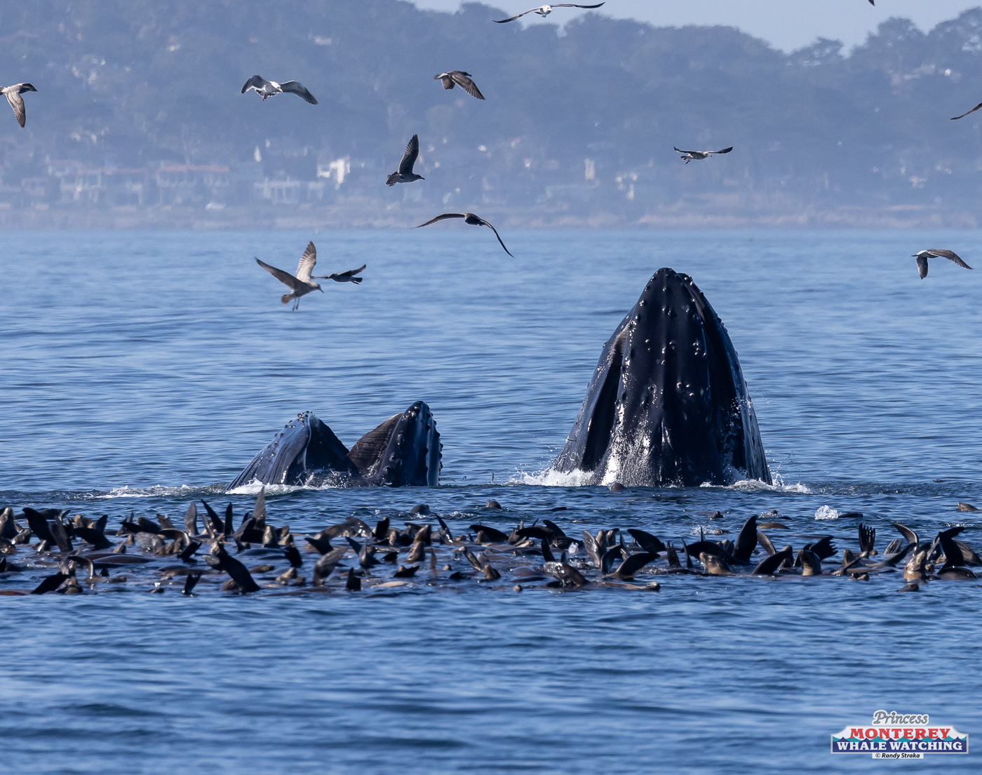 a flock of seagulls flying over a body of water