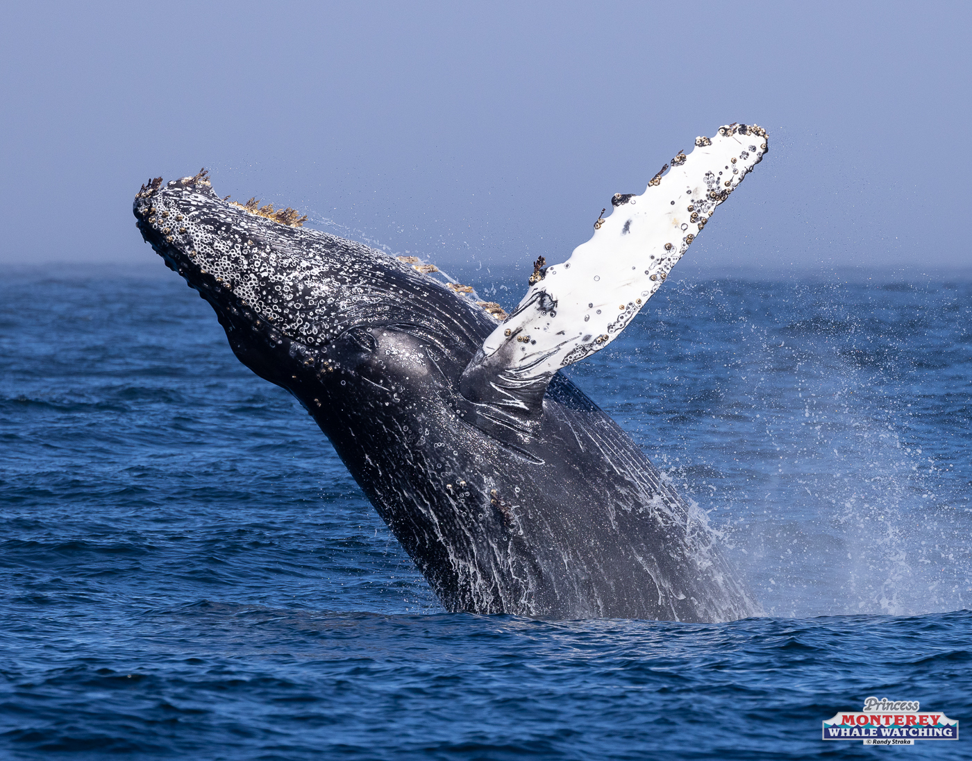 a whale jumping out of the water