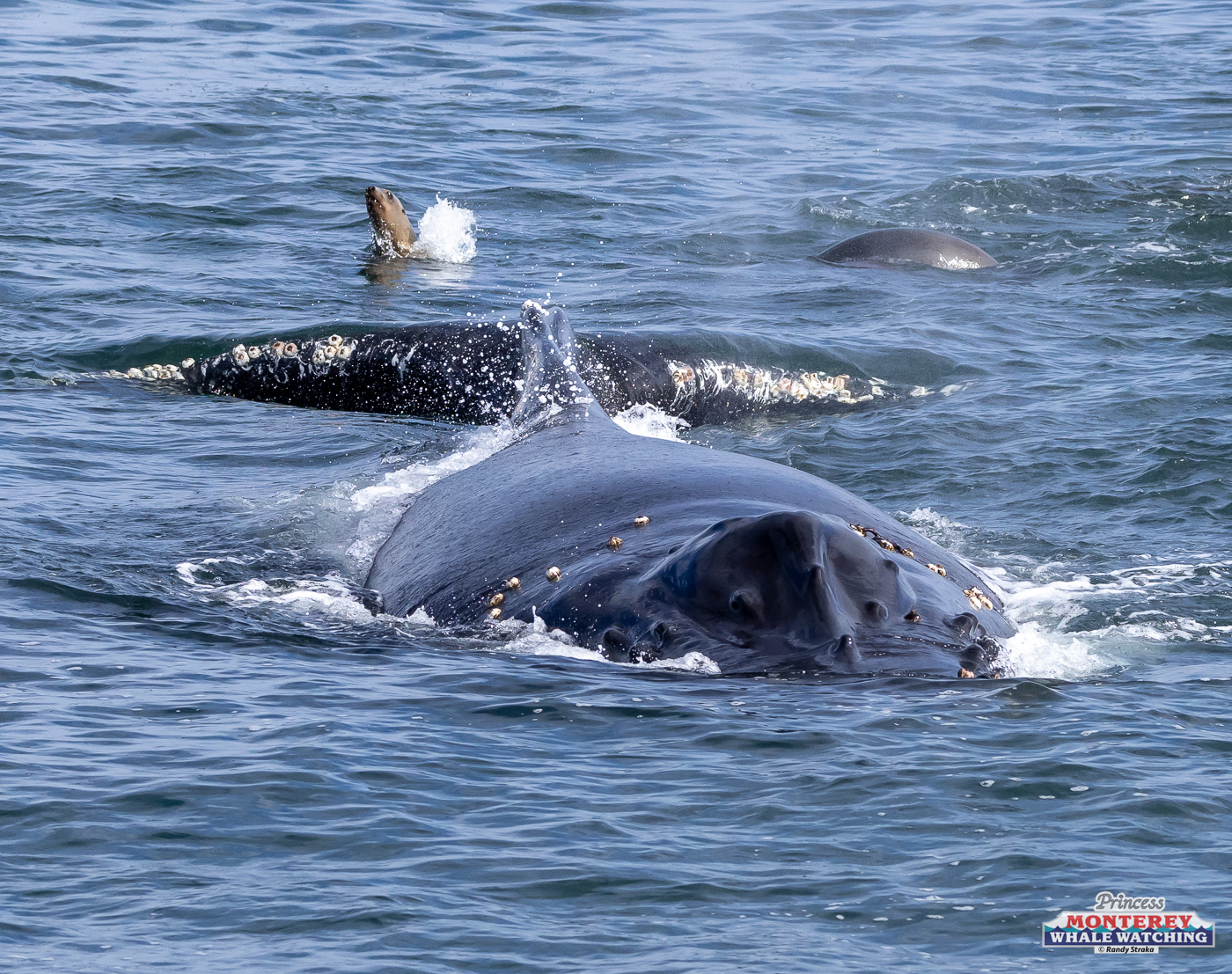 a whale jumping out of the water