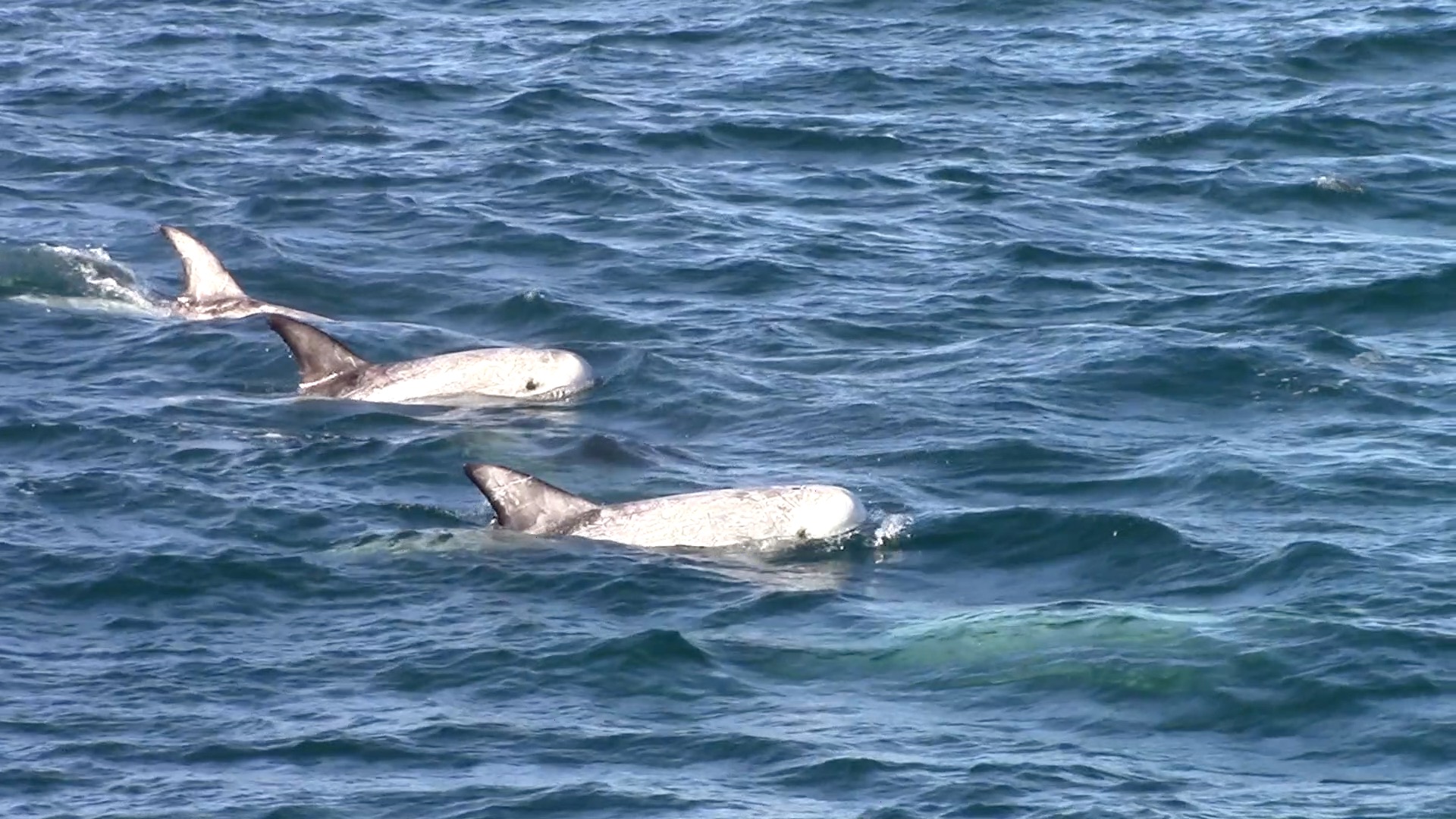 a bird swimming in water next to the ocean