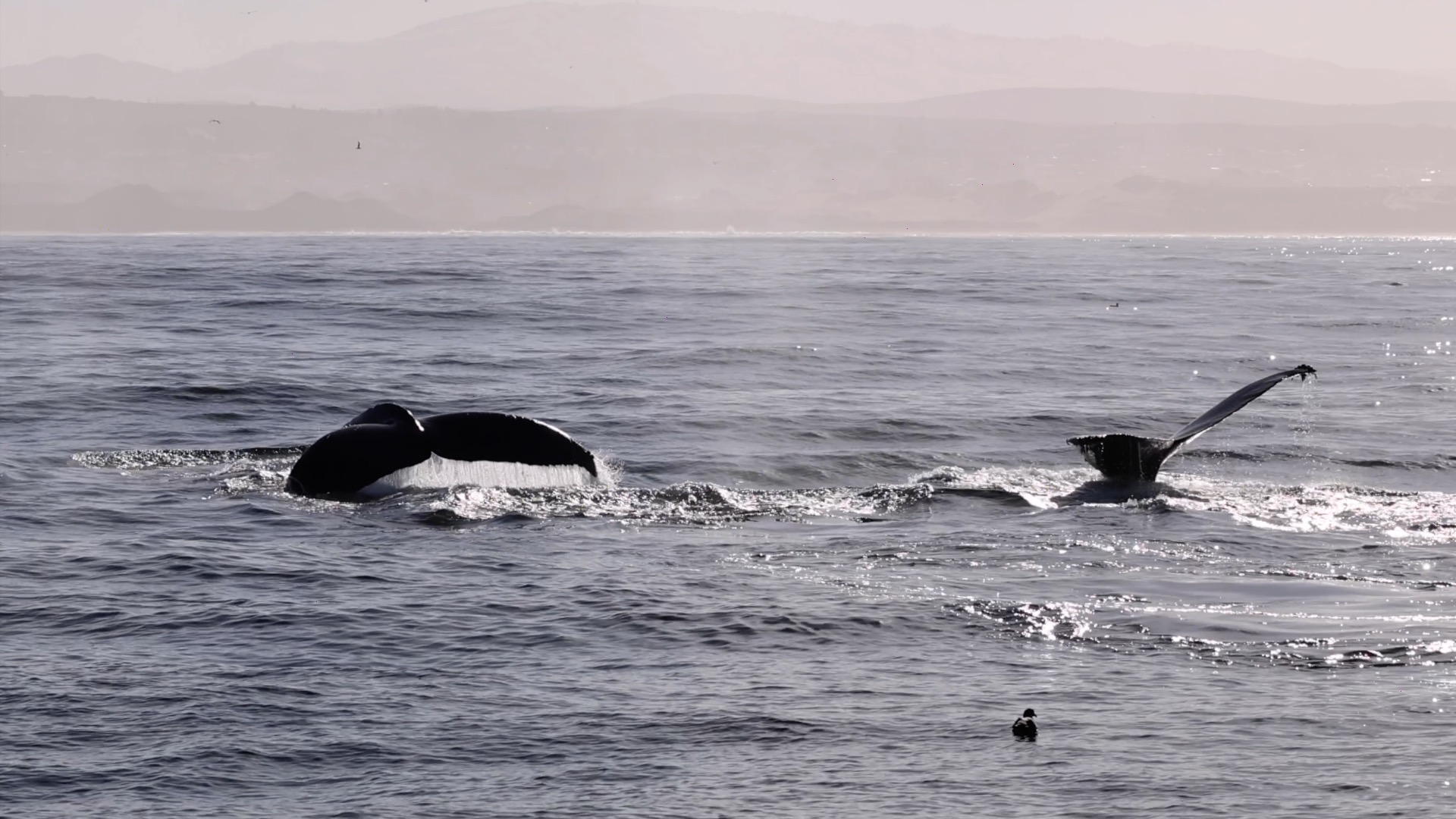 a whale jumping out of the water