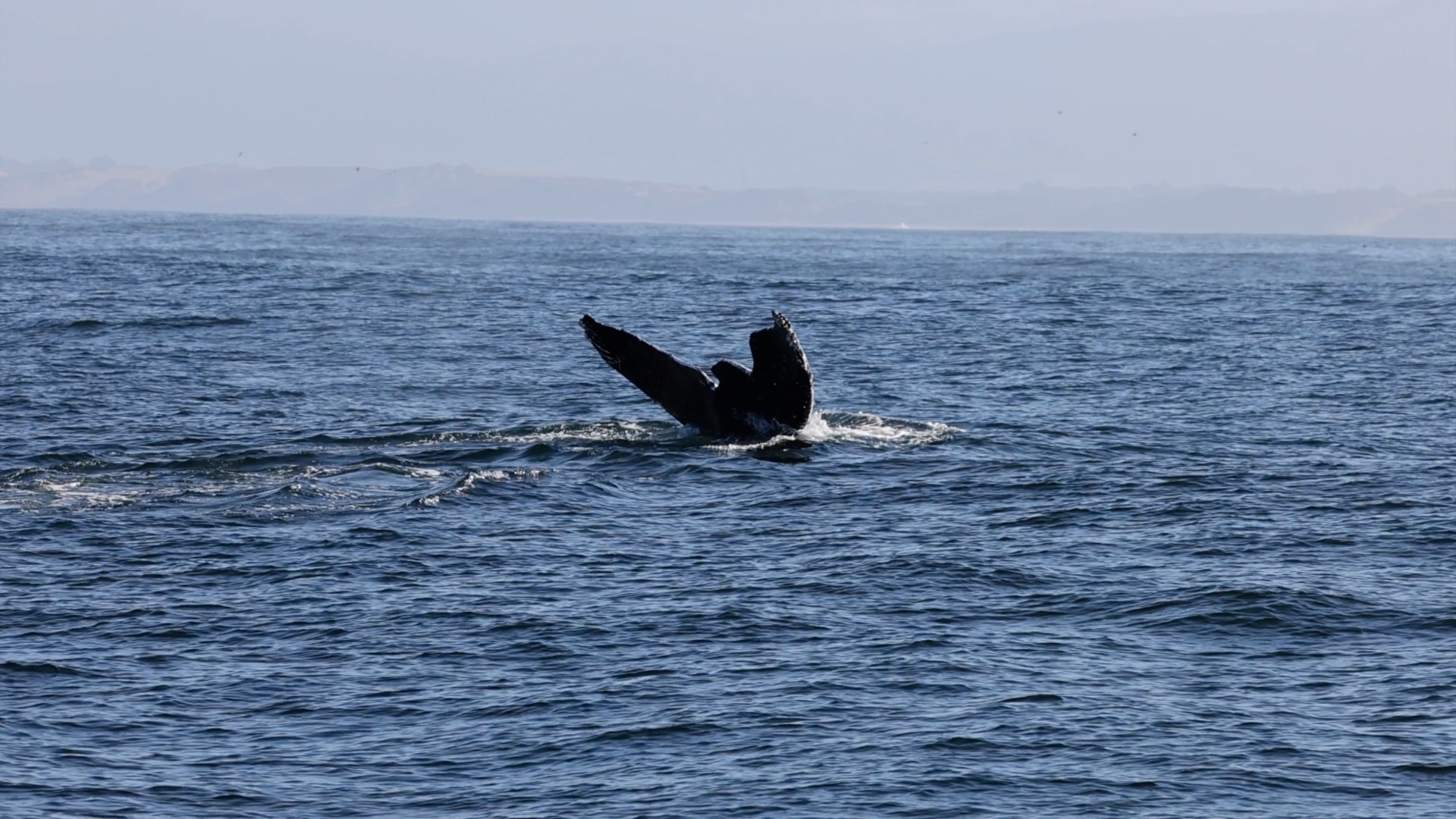 a whale jumping out of the water