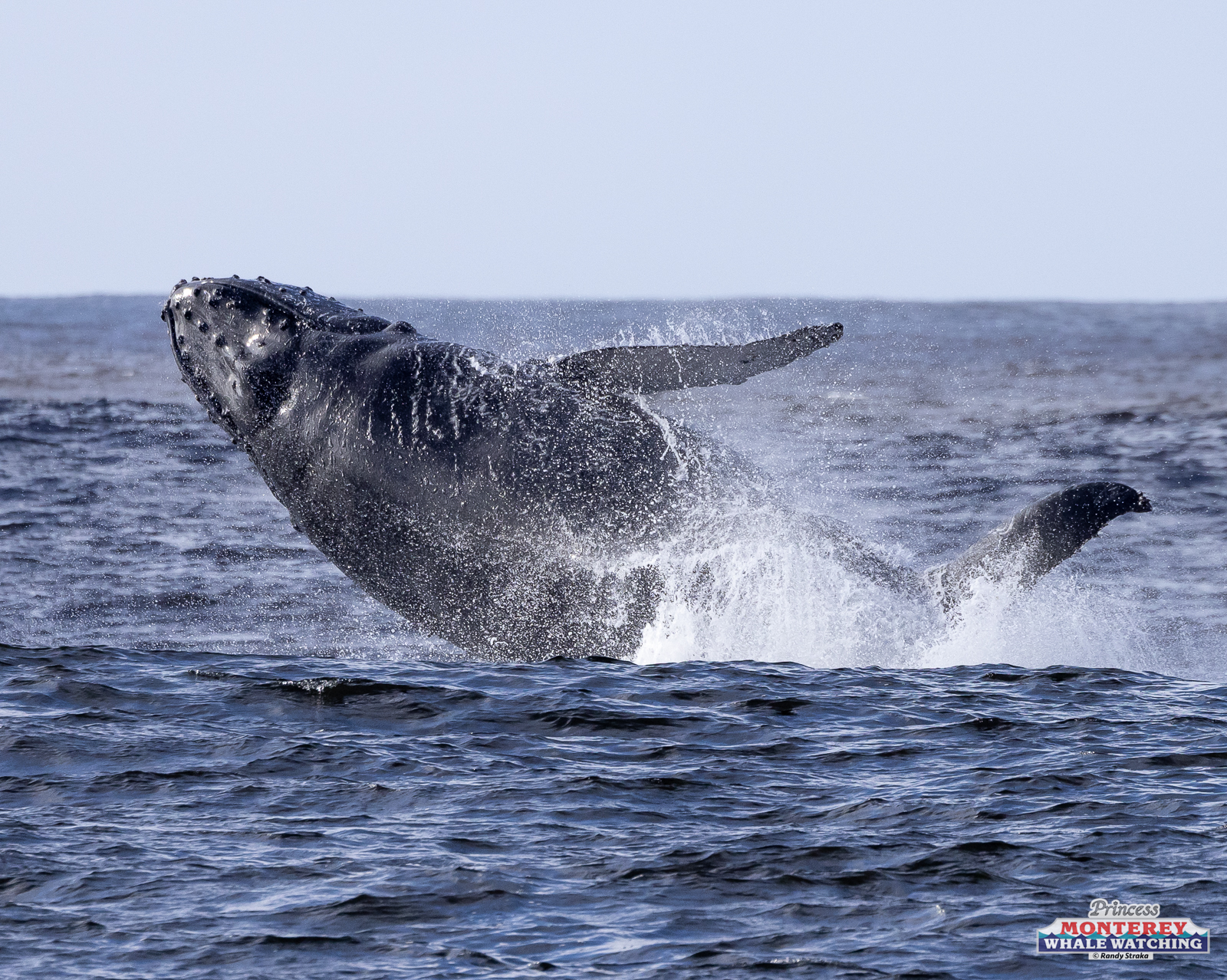 a whale jumping out of the water