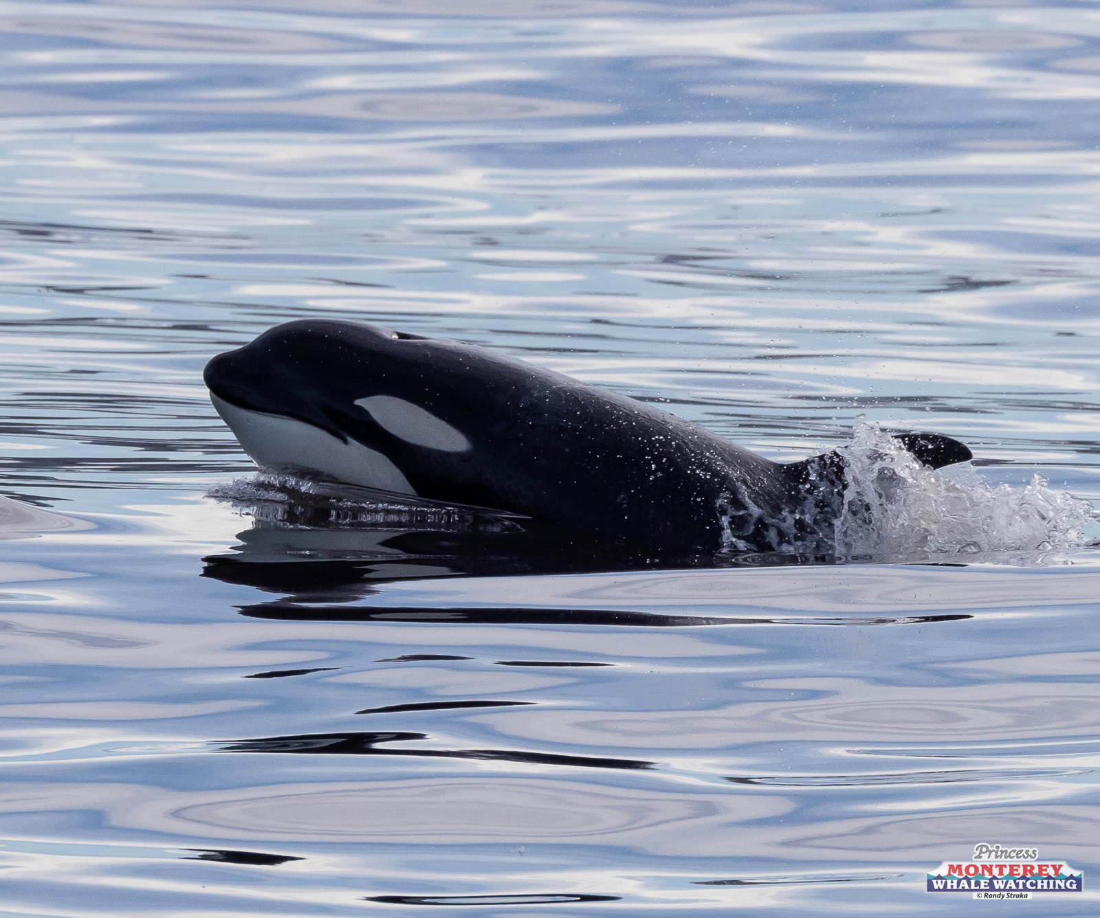 a dog swimming in a body of water