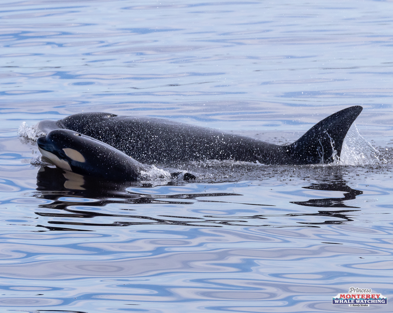 an animal swimming in the water