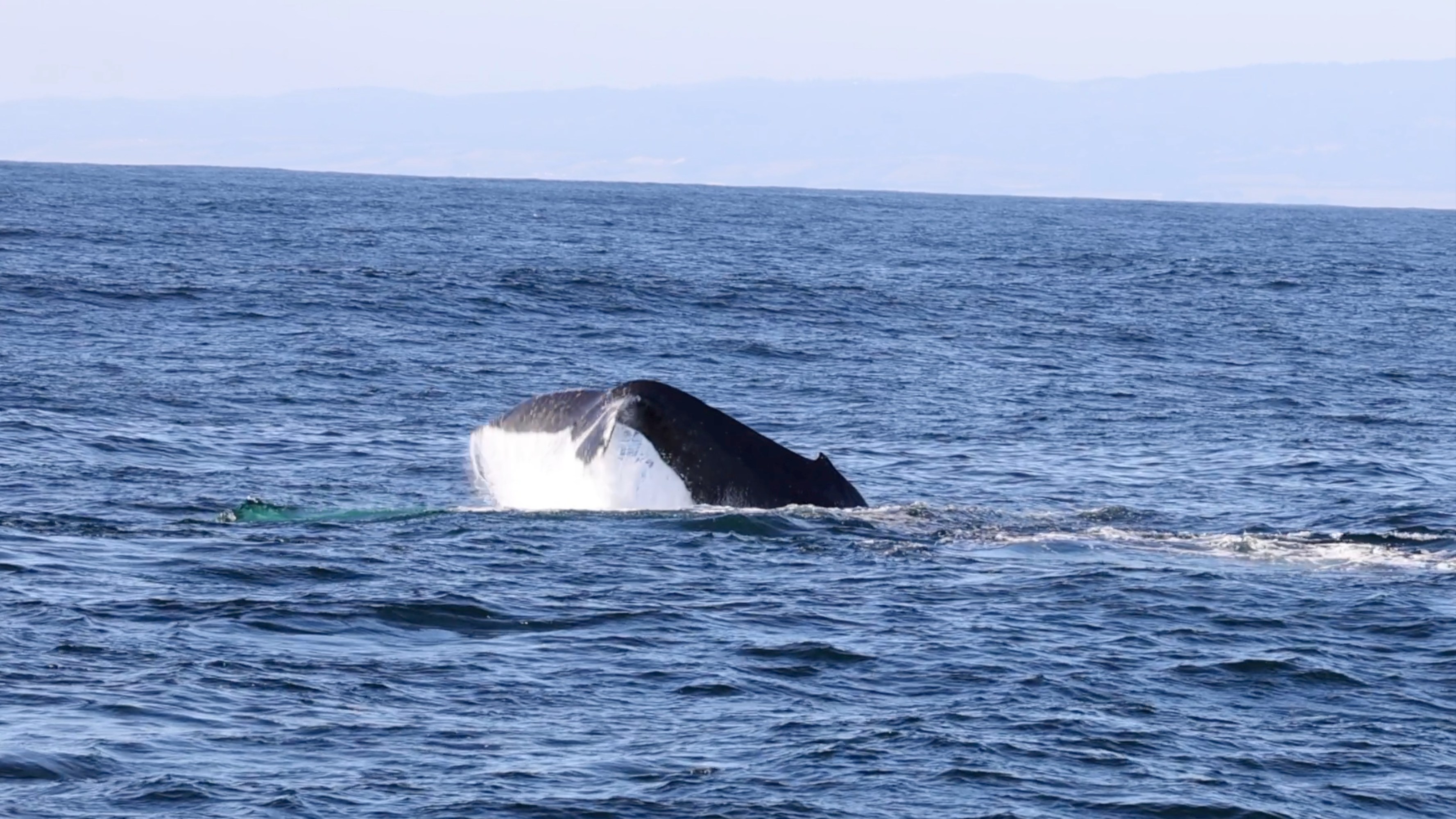 a whale jumping out of the water
