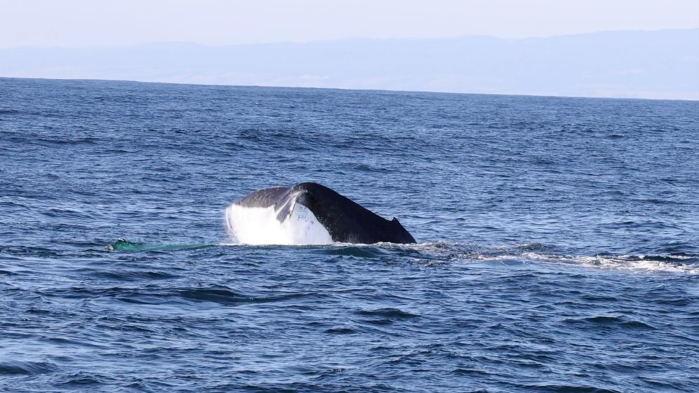 a whale jumping out of the water