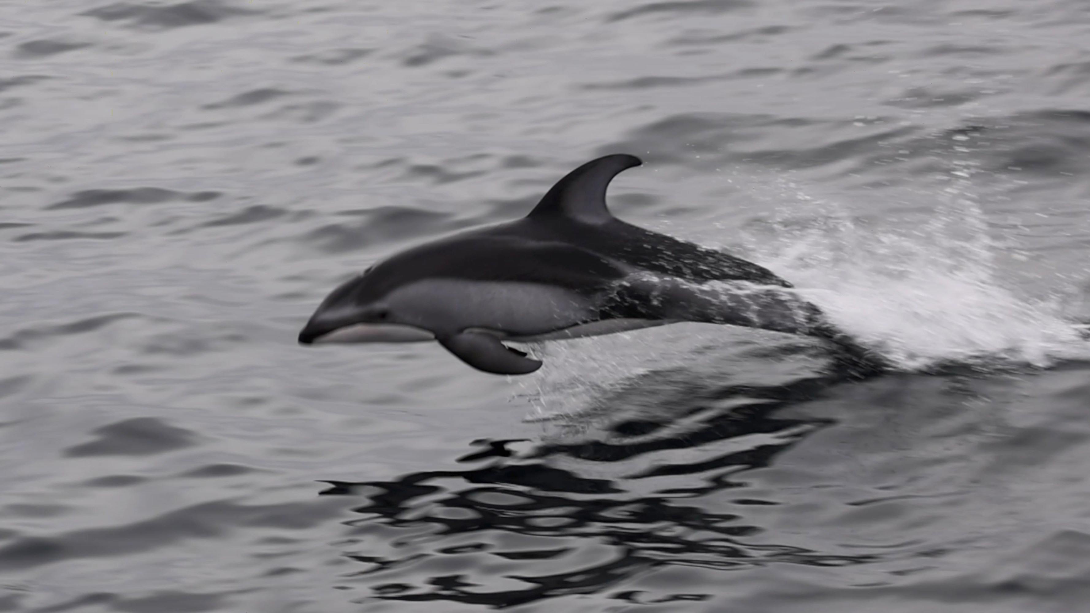 an animal swimming in the water