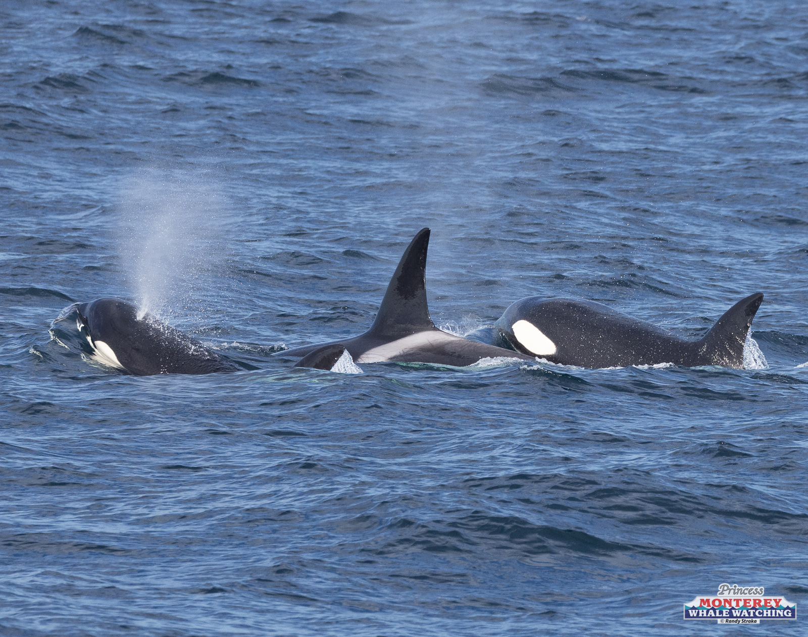 a bird swimming in water next to a body of water