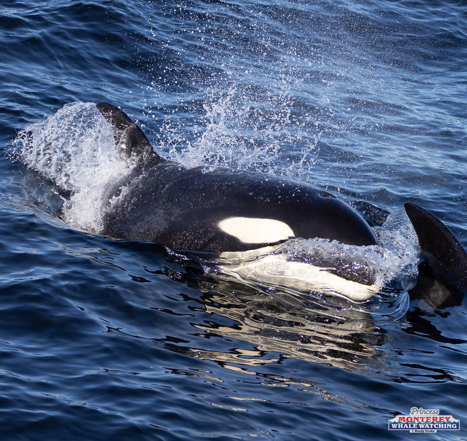 an animal swimming in the water