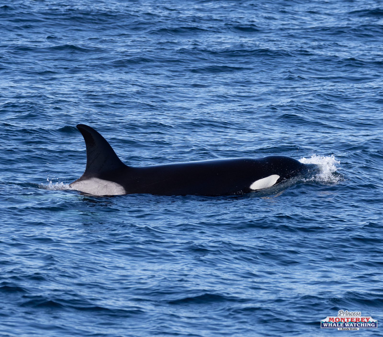 a whale swimming in a body of water