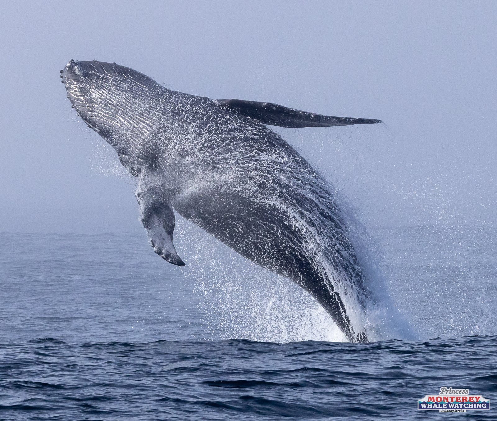 a whale jumping out of the water