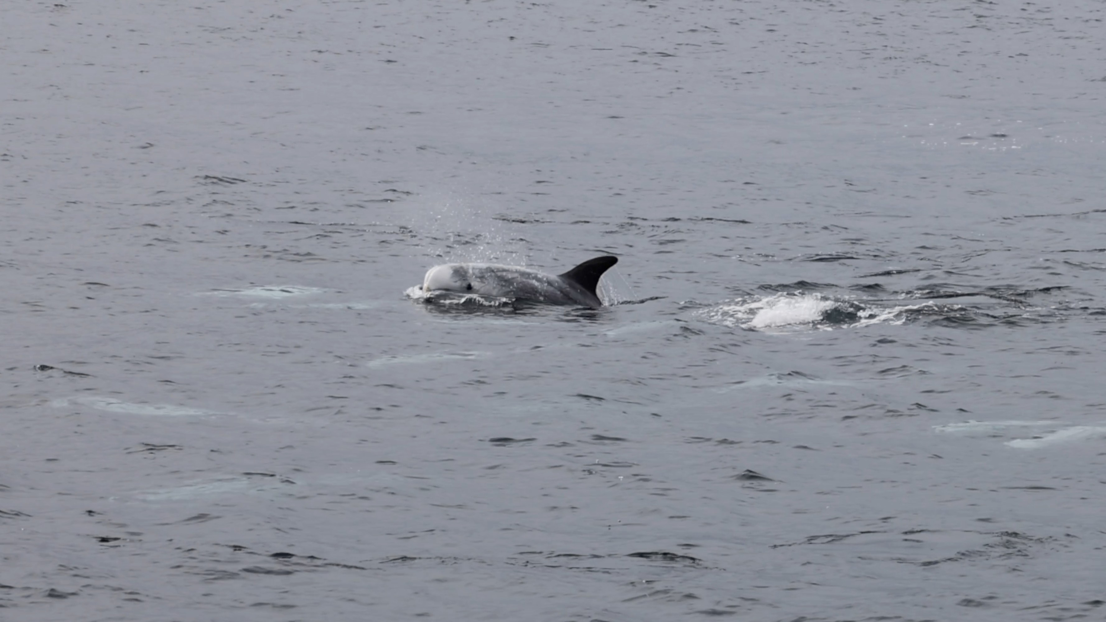 a dog swimming in a body of water