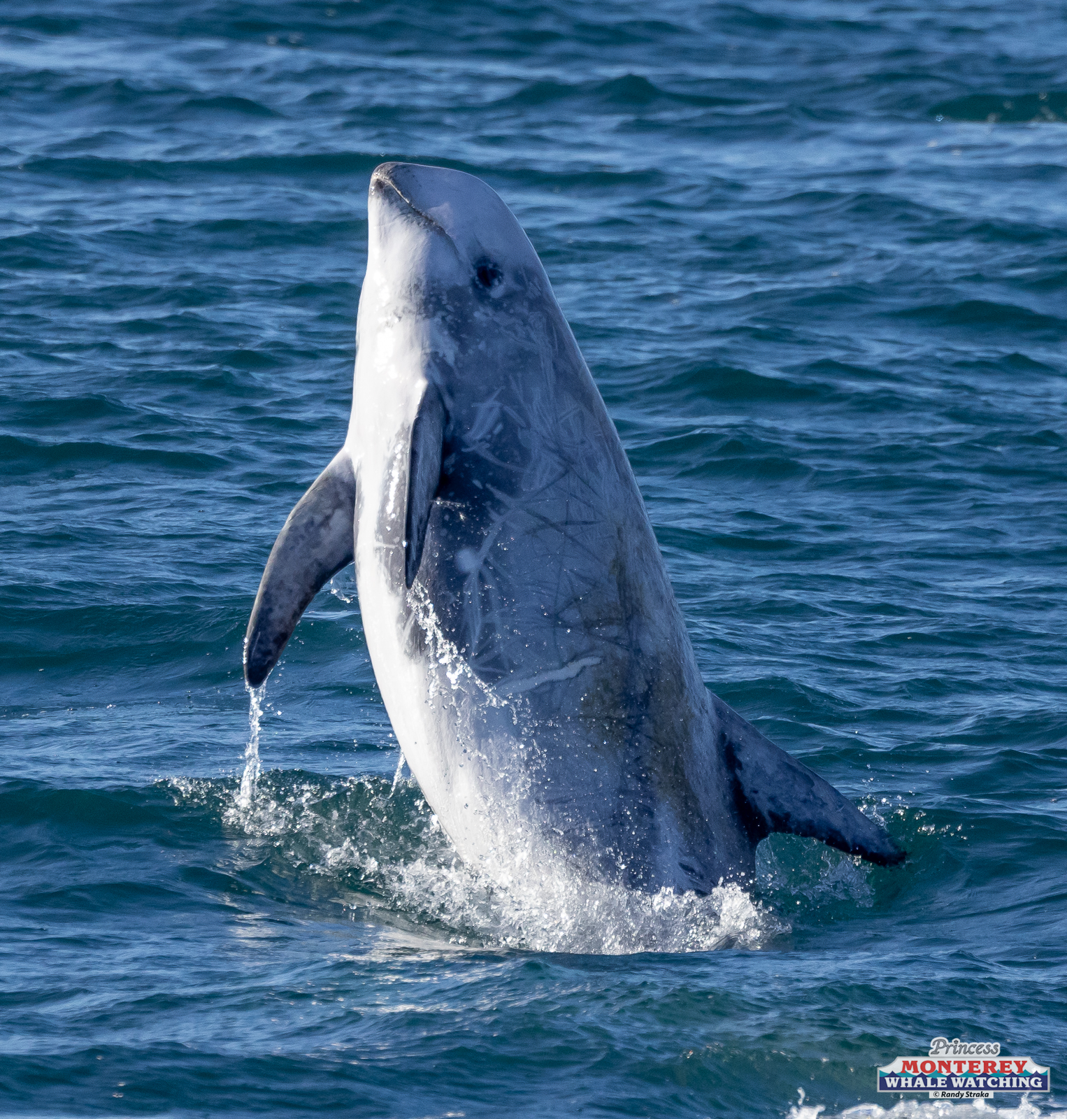 a bird flying over a body of water