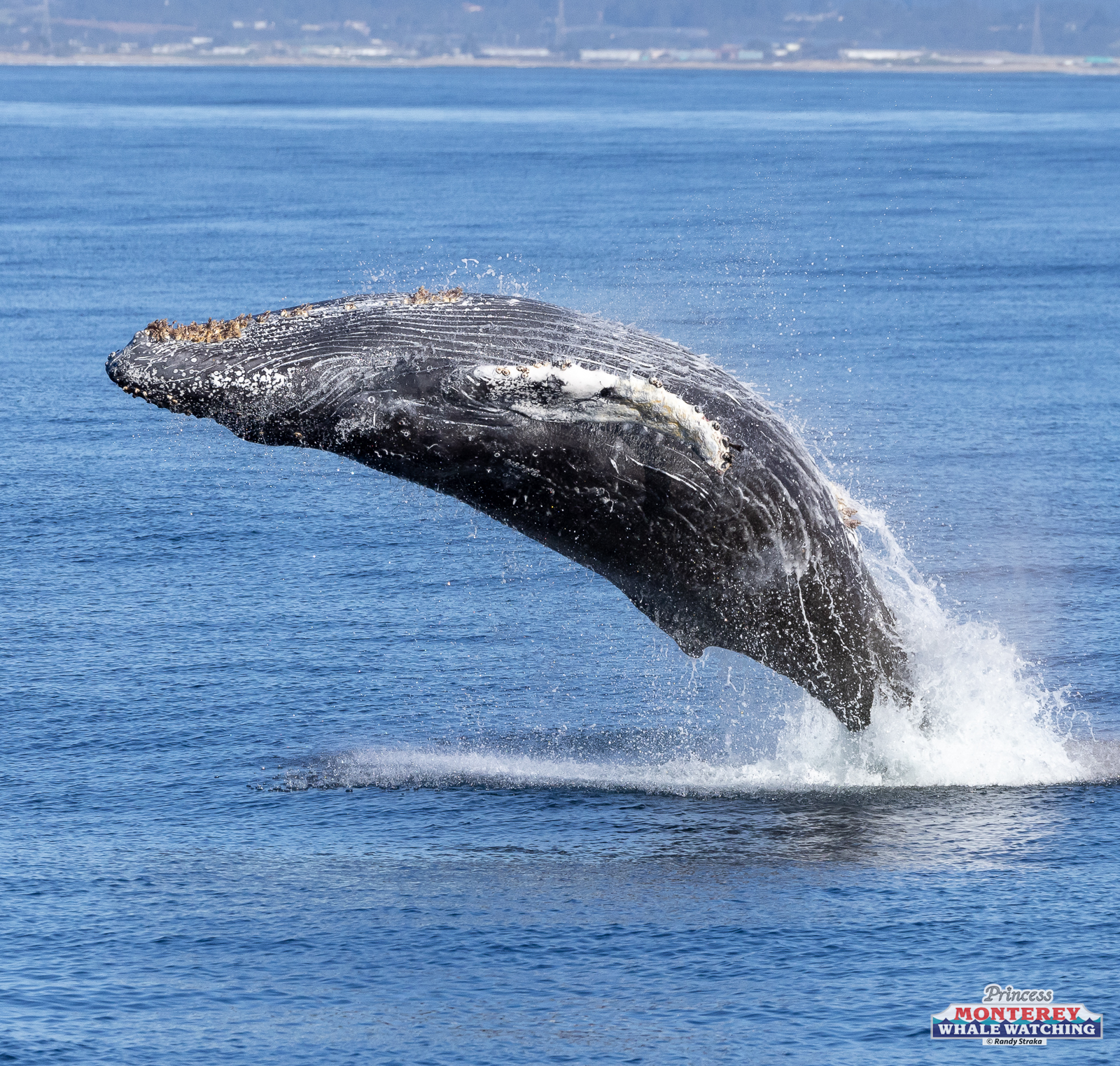 a whale jumping out of a body of water
