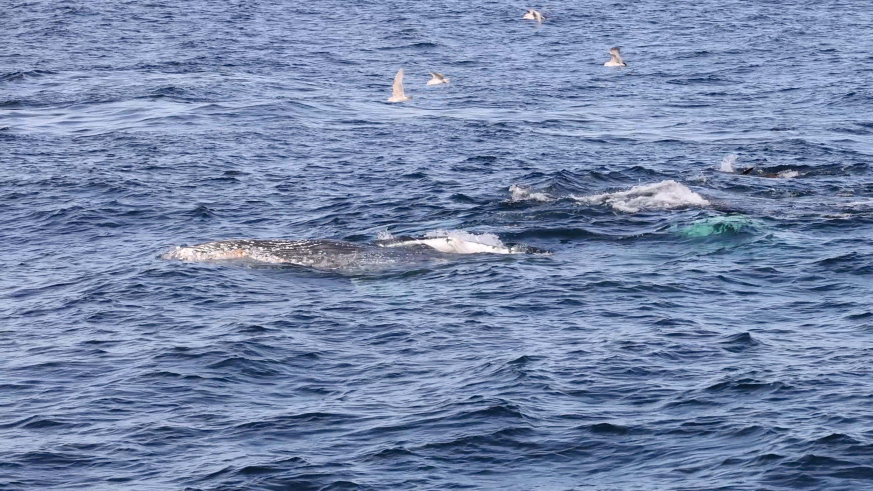 a whale jumping out of the water