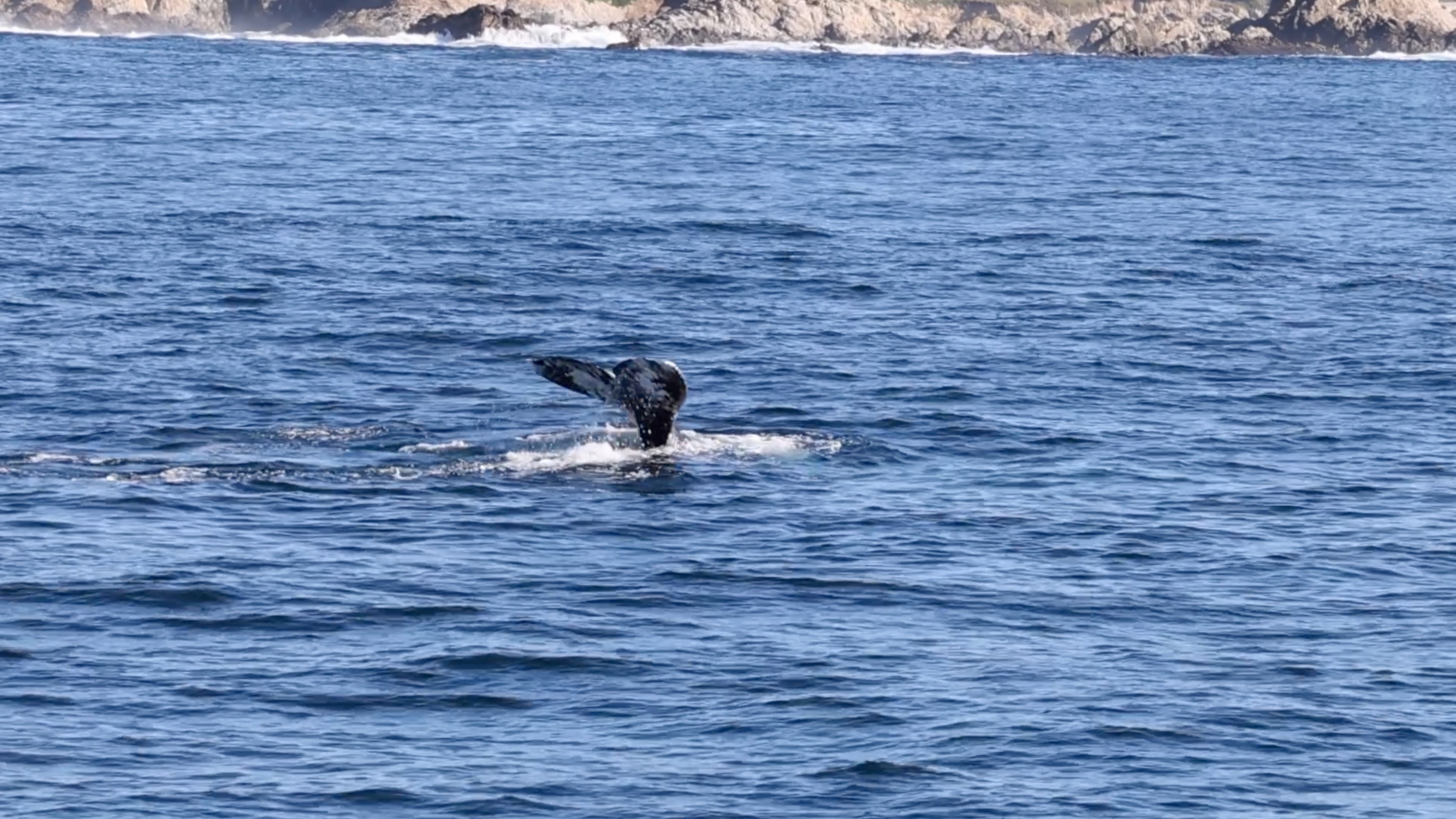 a whale jumping out of the water
