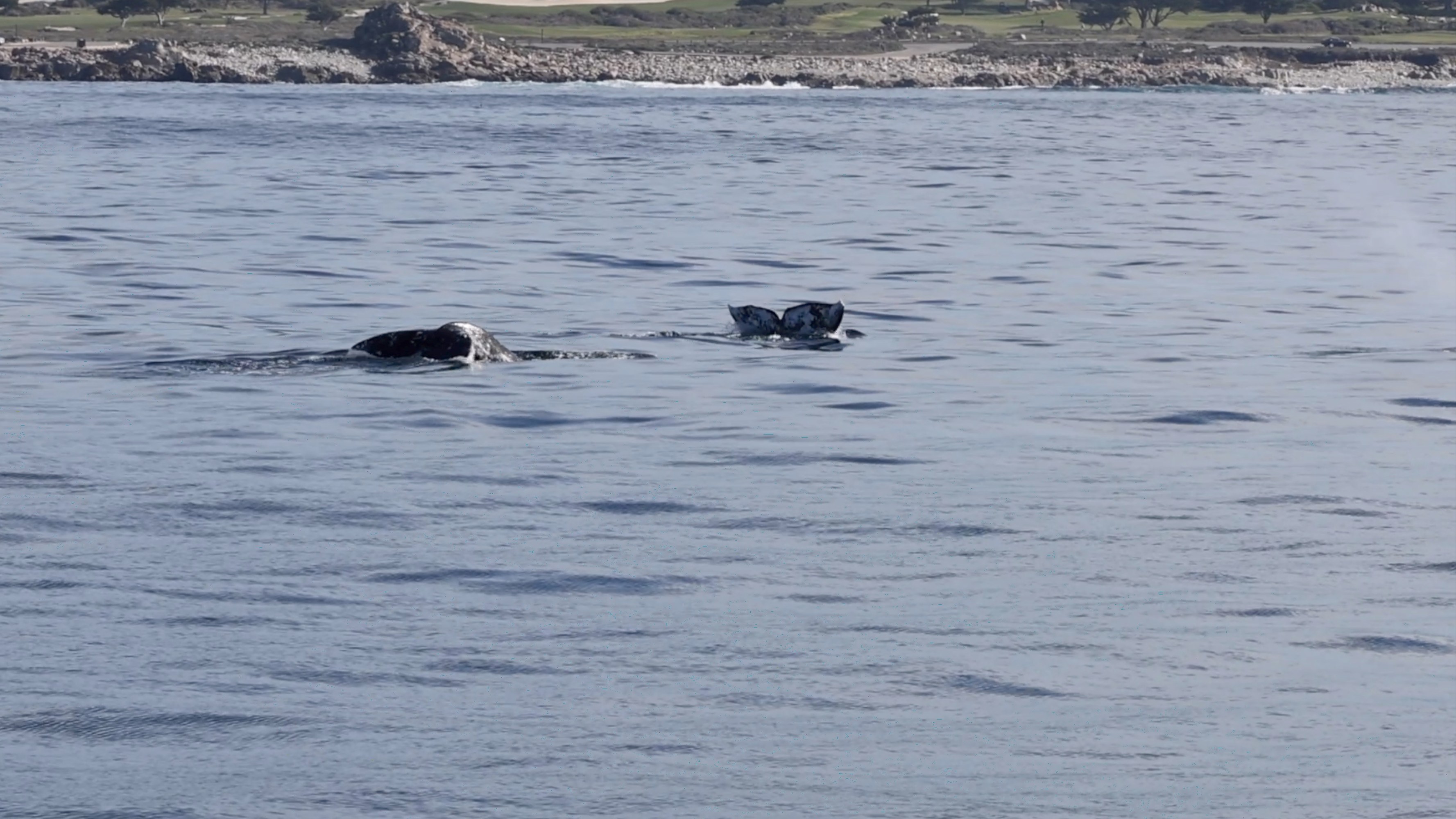 a dog lying next to a body of water