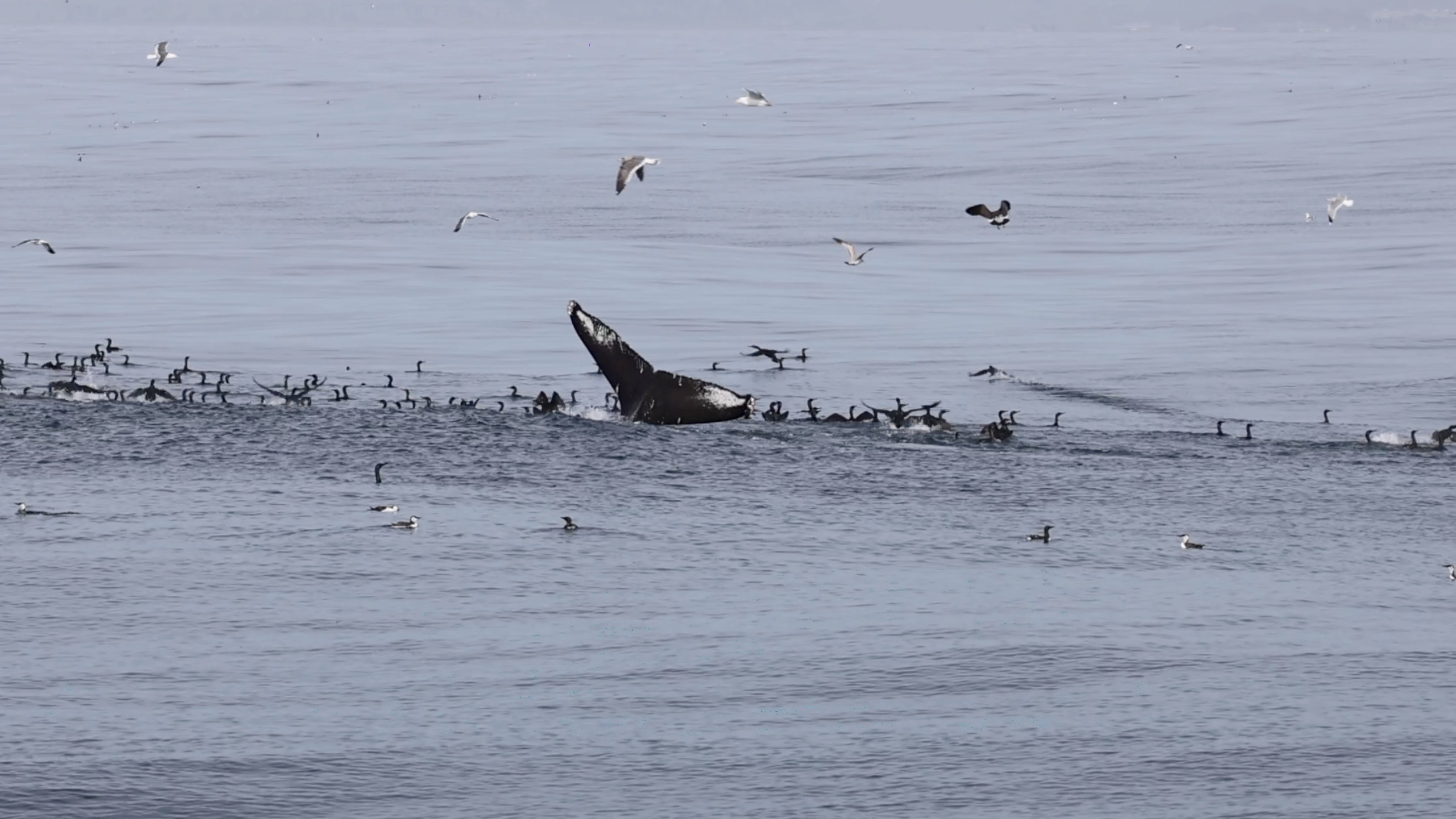 a flock of seagulls are swimming in a body of water