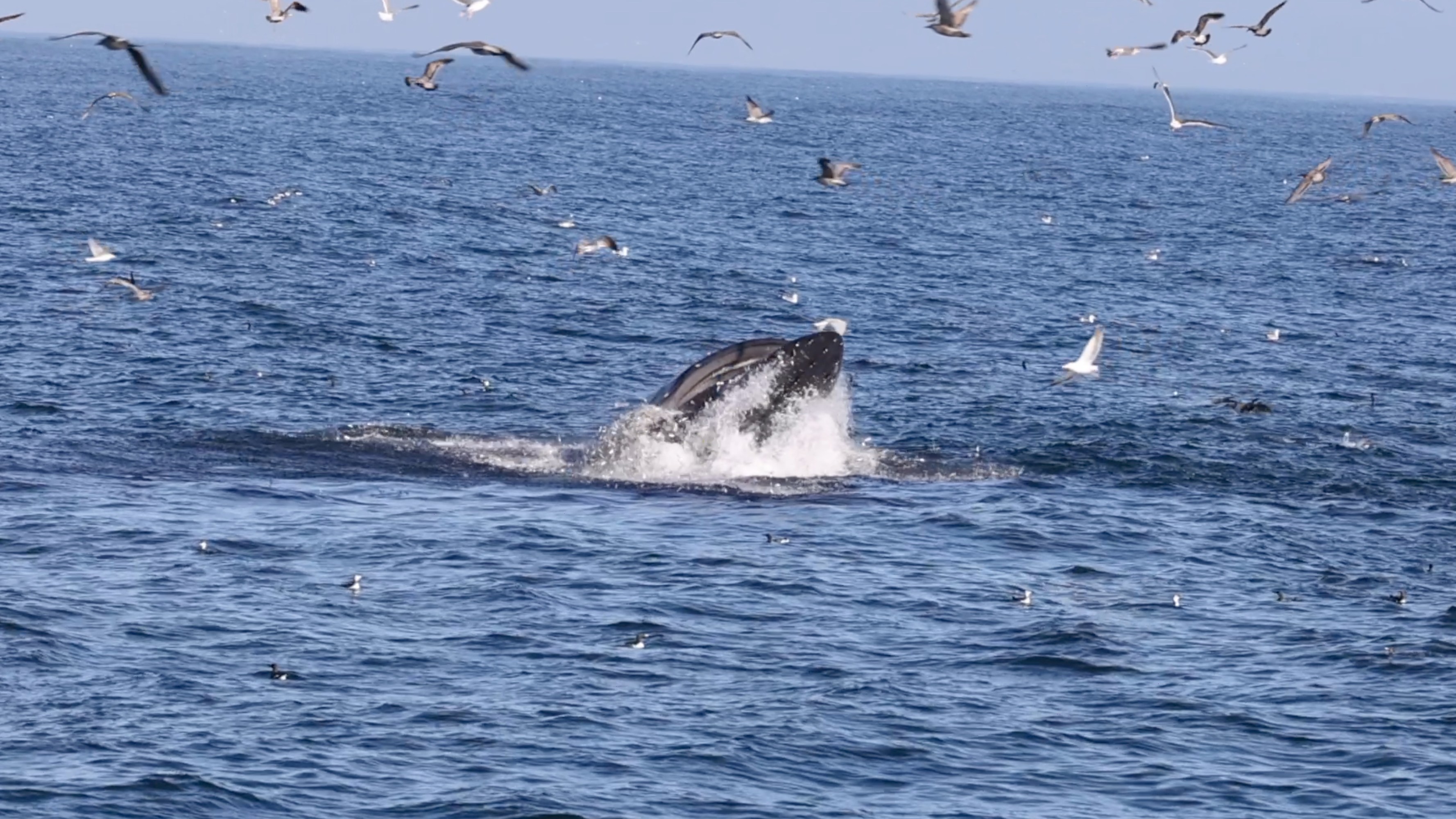 a flock of seagulls flying over a body of water